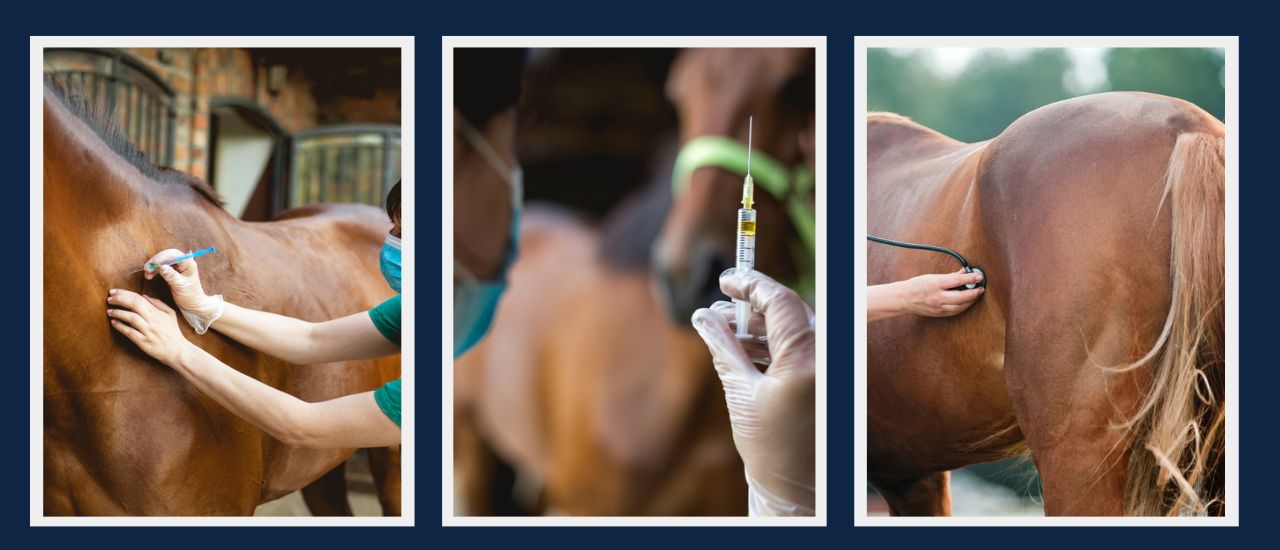 LBN Medical - imaging equipment for veterinarians