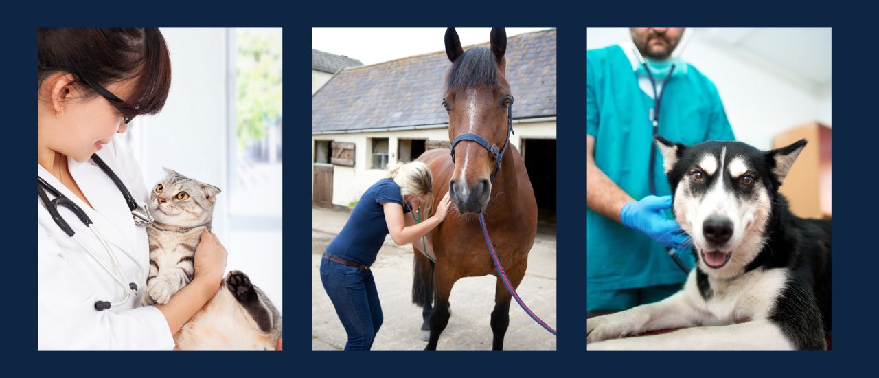 veterinary ultrasound machines